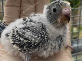Baby budgie ready soon