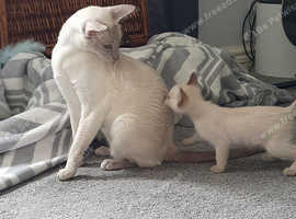 Pedigree,  registered 2x vaccinated,  vet checked Tonkinese girl