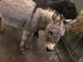 Rare miniature stallion donkey for stud