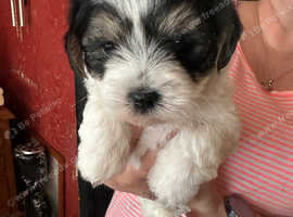 Maltese x cairn terrier