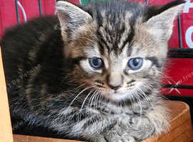 Beautiful Female Tabby Kitten