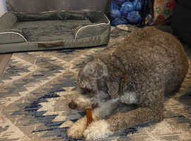 nuetered male spanish water dog
