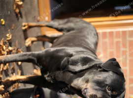 Rottweiler Stud