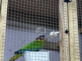blue throated conures