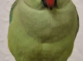 Lost Ringneck Parrot