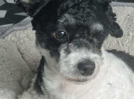 2 year old shihpoo for loving hom