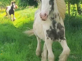 Handsome Yearling Cob Gelding