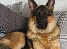 Saddleback german shepherd discount puppies for sale