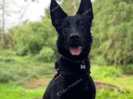 Belgian Malinois Bitch