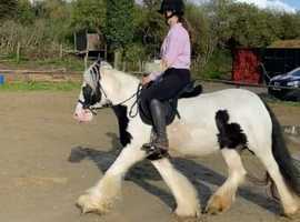 Wanted pony or horse