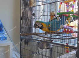 Gold and Blue Maccaw