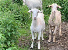 Breeding group of goats. As a whole or split