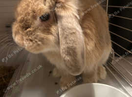 9 month old rabbit