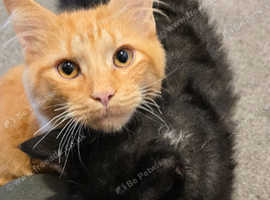 2 male cats needing rehomed
