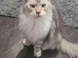 Gorgeous Maine coon for sale