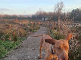 Vizsla cross