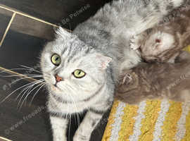 Beautiful Scottish fold baby's