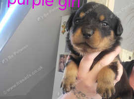 Chunky Rottweiler puppy's   1 boy  2 girls