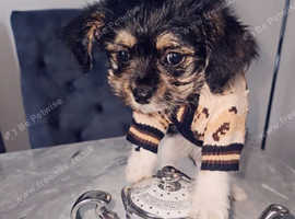 Tiny cavachon puppies