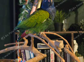 Hand Tame Blue headed pionus 5* homes only.