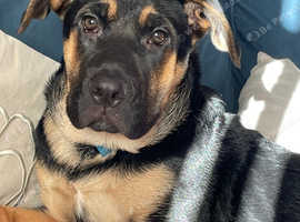 Rottweiler x