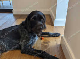 Bailey Wire haired pointer only rehoming becuse we are increasing our travel for work