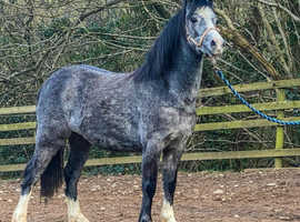 Registered sec a filly