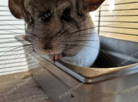 Chinchillas