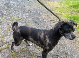 Lurcher cross hot sale chihuahua