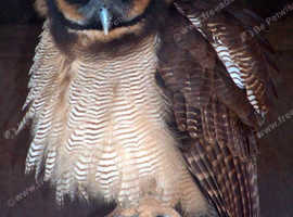 2 x Asian brown wood owls