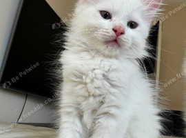 Biancho, a 4 month Turkish angora boy