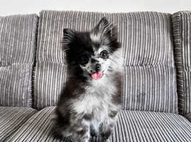 Merle pomeranian puppy. Female. Fully vaccinated & microchipped