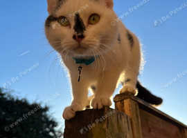 Cats