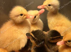 Ducklings