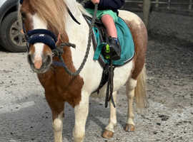 My kids Shetland for part loan.