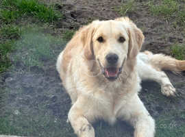 7 month old retriever male