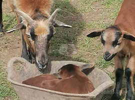 Rare breed Cameroon lambs