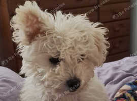 14 weeks old Westiepoo x maltipoo