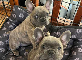 French Bulldog Puppies