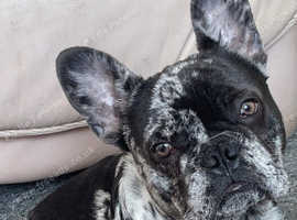 Merle male French bulldog with papers