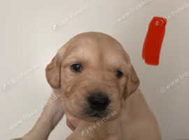 Remarkable Golden Retriever Puppies