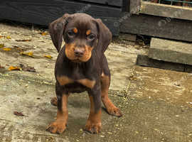 Beautiful Cocker Spaniel X Hungarian Vizla Puppies in Stainforth on ...