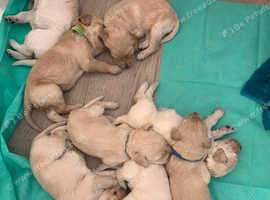 Labradoodle puppies ready now