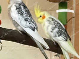 Stunning young DNA pair of cockatiels