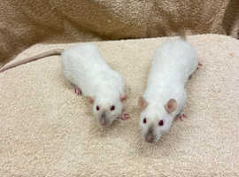 Beautiful siamese female rats for sale born January 2024