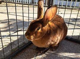 10 month old Castor Rex doe