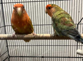 Stunning Beautiful Pair Lovebird,16