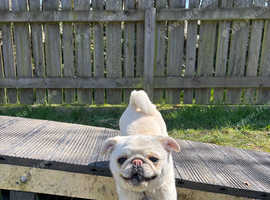 Pug