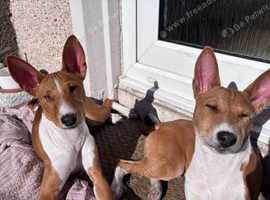 2 Basenji Boys Available - 22 Weeks Old