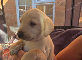 Labrador puppies for sale